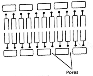 cell mebrane