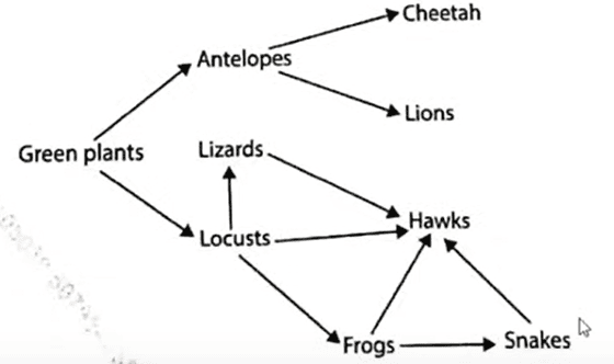 food web