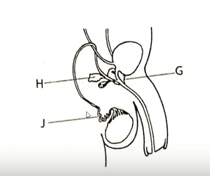 male reproductive system